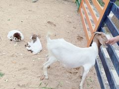 -合肥滨湖国家森林公园