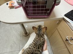 -安安宠医宠物医院·异宠·犬猫内科(岳阳分院)
