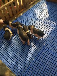 -萌宠亲子动物乐园(槐房万达店)