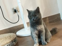 -楼上猫咖(罗湖店)