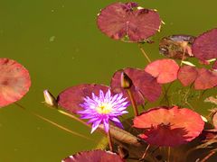 -国家植物园南园