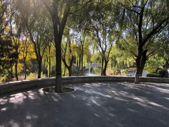 -大兴滨河森林公园