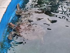 -广东惠东海龟国家级自然保护区