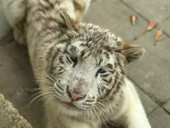 -贵州森林野生动物园