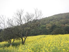 -龙寺生态园