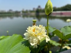 -莲花池公园