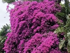 -墨尔本皇家植物园