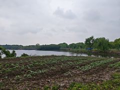 -上海都市菜园