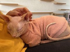 -猫腻·猫咖·撸猫馆(星光大道店)