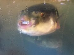 -天正河鲀·河豚亭(大连店)