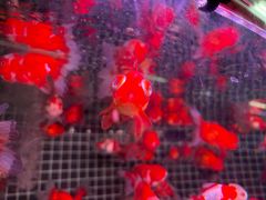 -双季花艺园艺市场(浦东店)
