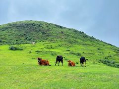 -大姆山草场