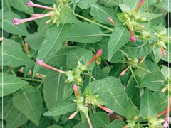 -北京大学燕东园