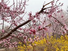 -桃花堤公园