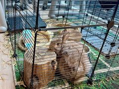 -富力希尔顿酒店·地阔自助餐厅