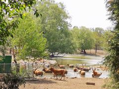 -北京麋鹿生态实验中心