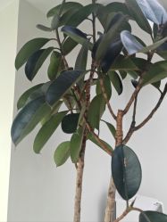 -HEYAN荷妍专业脱毛连锁机构