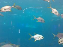 -瑞德姆美人鱼海底演艺主题餐厅(亚龙湾店)