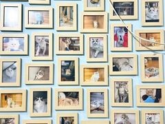 -猫十亿·布偶金渐层·曼基康矮脚猫舍(青年路店)
