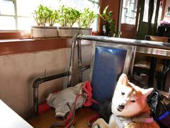 -百好乐宠物友好餐厅(朝外大街店)