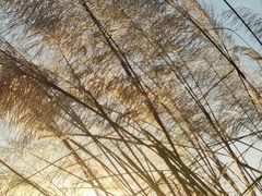 -上海吴淞炮台湾国家湿地公园