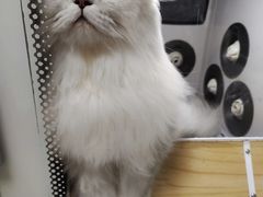 -小呆的宠物店·宠物售卖·宠物寄养(城西店)