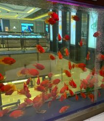 -中国黄金(北京旗舰店)