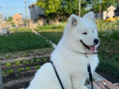 -翊宠yipet猫狗购宠庄园犬舍•猫舍