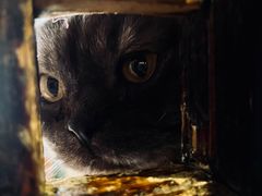 -壹六猫窝(谷德店)