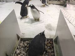 -大连圣亚海洋世界