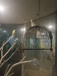 -神奇动物撸宠馆·羊驼·小浣熊·异宠(豫园店)