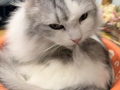-MOYOYO猫咪咖啡店