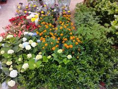 -双季花艺园艺市场(浦东店)