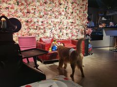 -百好乐宠物友好餐厅(朝外大街店)