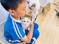 -有喵·猫咖·狗咖·30几只猫10只小狗(岗厦店)