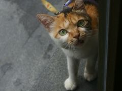 -Again Coffee Roaster(香蜜湖店)