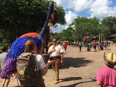 -奥兰多迪士尼动物王国乐园