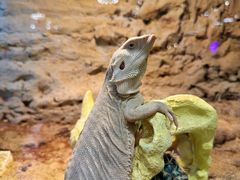 -FAIRYLAND龙族星球主题餐厅(凯丹广场店)