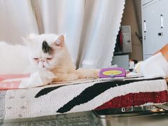 -平行世界·猫咖(首经贸店)