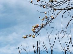 -新虹桥中心花园