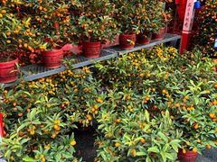 -越秀西湖花市(广州城市广场花卉店)