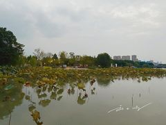 -长田漾湿地公园