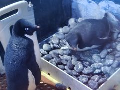 -上海海昌海洋公园-冰山北极馆