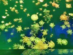 -珠海长隆海洋王国