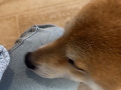 -南京Hallo宠物乐园·哈罗犬舍·柴犬繁育基地