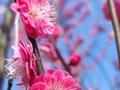 -花开海上生态园