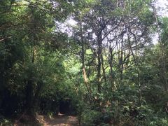 -广州市石门国家森林公园