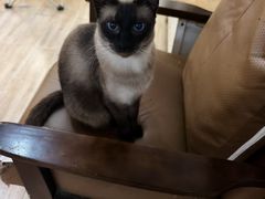 -李小姐の猫咖啡馆(五角场店)