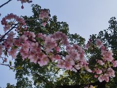 -顾村公园