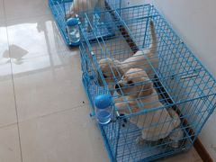 -翊宠yipet猫狗购宠庄园犬舍•猫舍